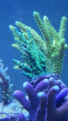 IMG-20180206-WA0037-734x1305.jpeg