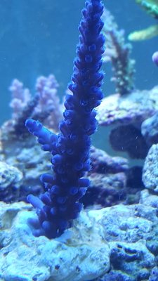 IMG-20180206-WA0039-918x1632.jpeg
