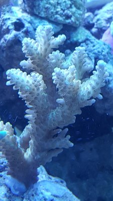 IMG-20180206-WA0029-918x1632.jpeg