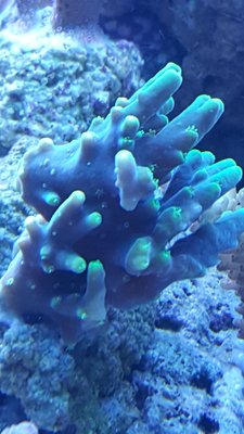 IMG-20180206-WA0027-918x1632.jpeg