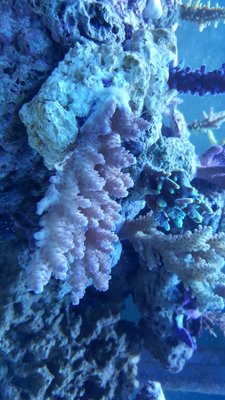 IMG-20180206-WA0021-918x1632.jpeg