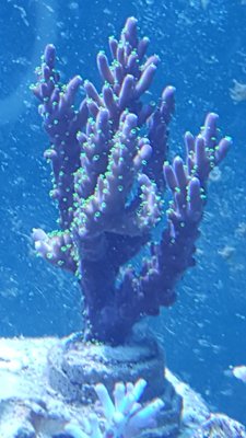 IMG-20180206-WA0031-918x1632.jpeg