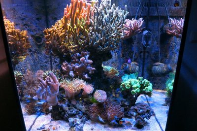 IMG_0968c.jpg