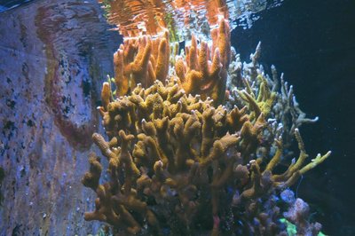 IMG_0987c.jpg