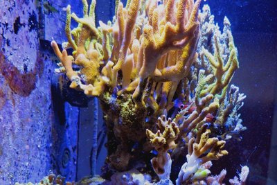 IMG_1127c.jpg
