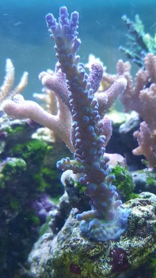 20180713_210918-1195x2124.jpg