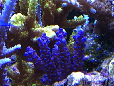 1BEEBDF2-A099-4909-8EA4-D38ADE81DD74.jpeg