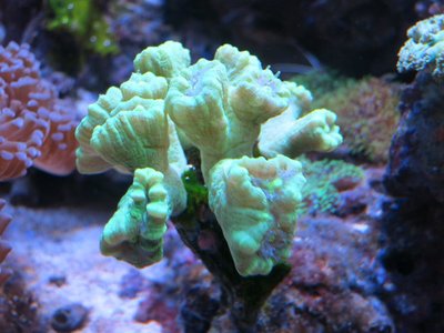 IMG_5699c.jpg