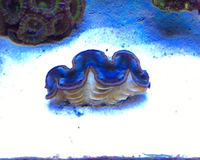 tridacna maxima