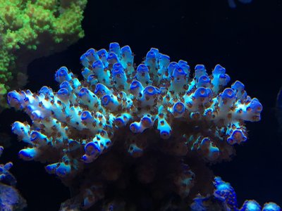 a.sarmentosa