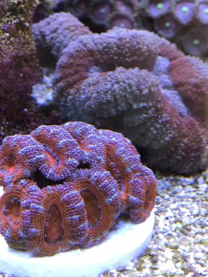 acan.jpg