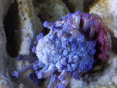 Goniopora.jpg