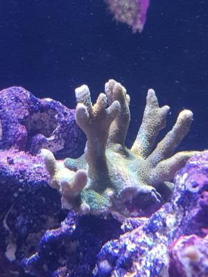 Montipora-Sorgenkind.jpg