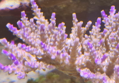 Acropora Hyacinthus