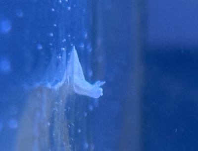 nudi2.png