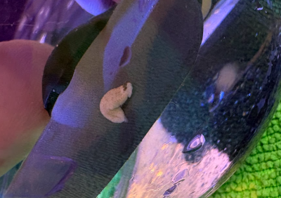 nudi3.png