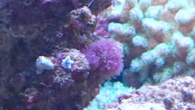 Detailbild rote buschige Alge.JPG