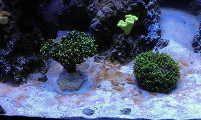 IMAG0652_1[1].jpg
