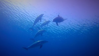Dolphin 1.jpg