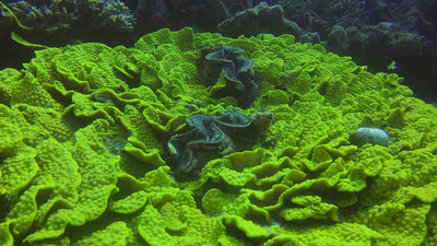 Salat mit tridacna.jpg