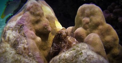 Klein Octo 3.jpg