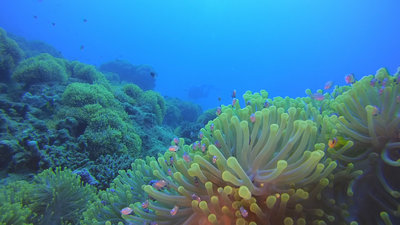 Anemone City 3.jpg