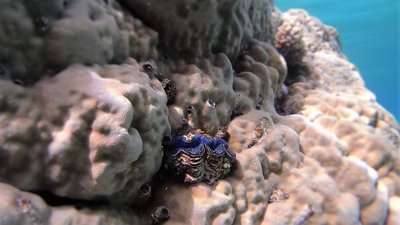 Blue Tridacna.jpg