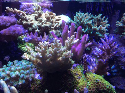 SPS