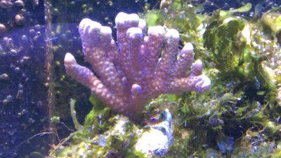 Montipora capita