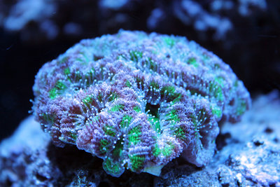 AcanthastreaTigerGreenKlein.jpg