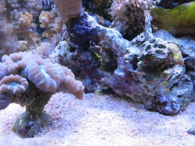 IMG_7012a.jpg