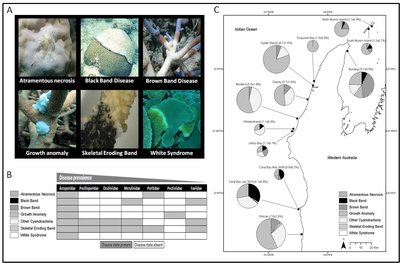 Coral_disease_DEC_figure.jpg