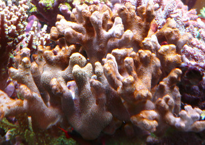 Porites_lychen vorher.jpg