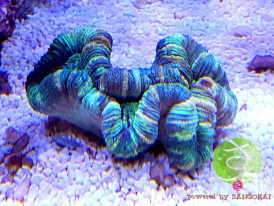 LogoLicious_20170303_122807.jpg