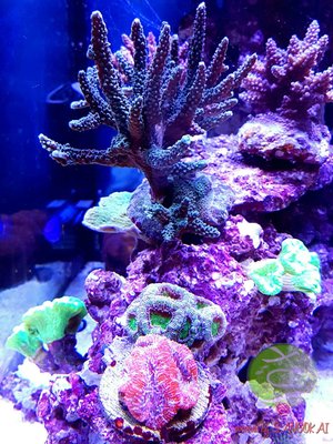 LogoLicious_20170303_123009.jpg