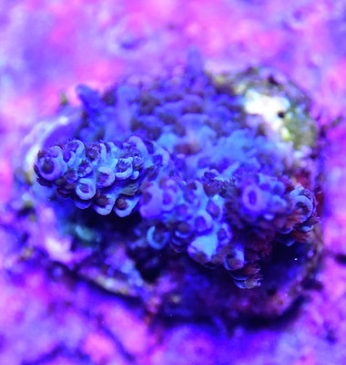 206C17AF-3A2C-4003-9042-AAA765519ED5.jpeg