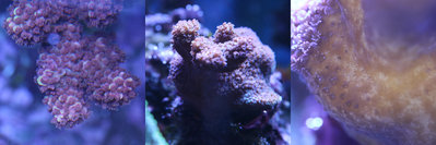 a_millepora.jpg