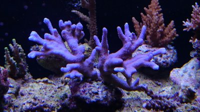 DSC_0253.jpg
