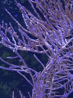 Gorgonie Polypen öffnen sich nicht mehr