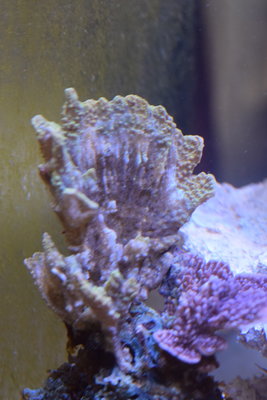 DSC_0221.jpg