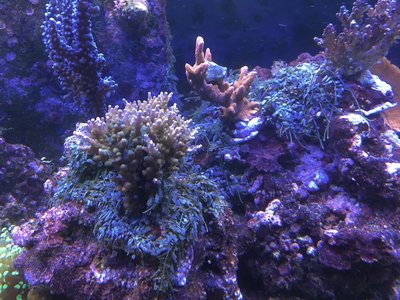 Aquarium_20160805_1.jpg