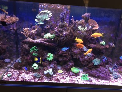 Aquarium_20160916.jpg