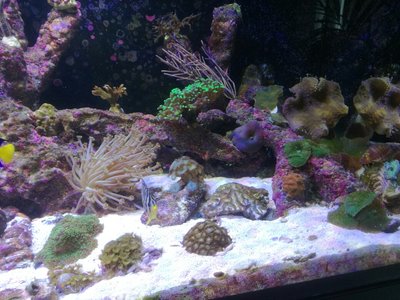 Aquarium 1.jpg